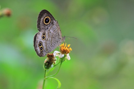 Butterflyの写真素材