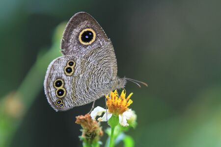 Butterflyの写真素材