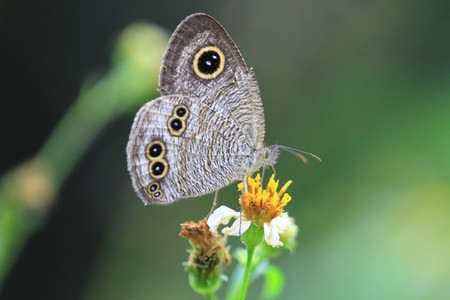 Butterflyの写真素材
