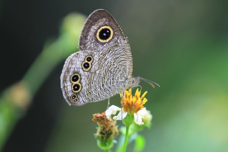Butterflyの写真素材