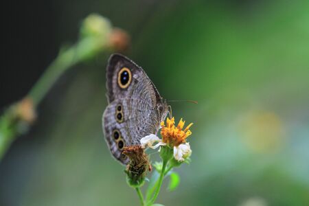 Butterflyの写真素材