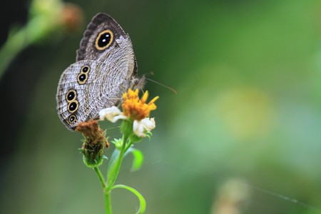 Butterflyの写真素材