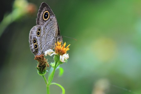 Butterflyの写真素材