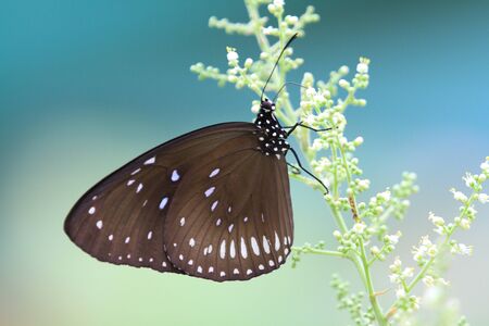 Butterflyの写真素材