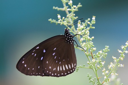 Butterflyの写真素材