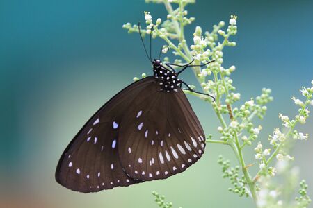 Butterflyの写真素材