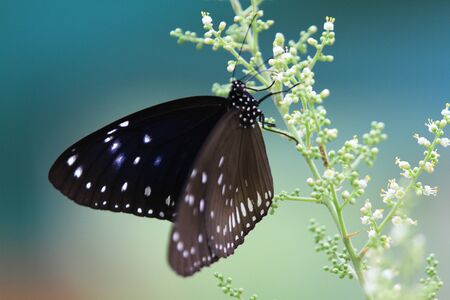 Butterflyの写真素材