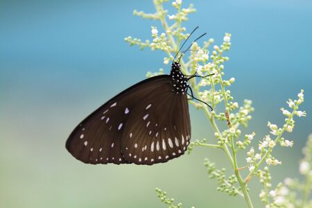 Butterflyの写真素材