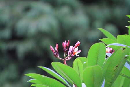flowerの写真素材