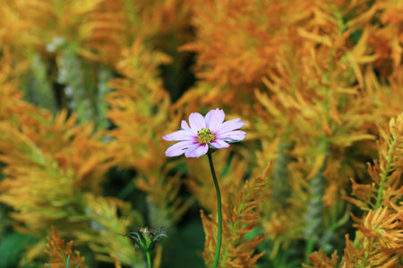 Pink cosmos