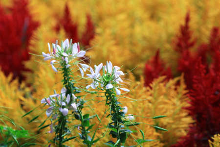 flowersの写真素材