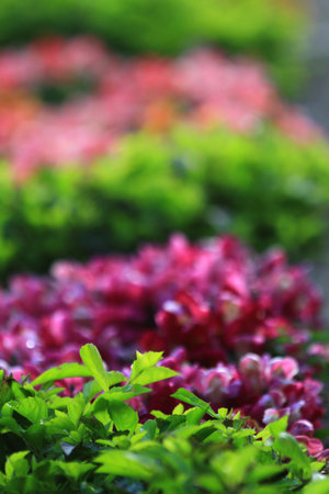 green plant