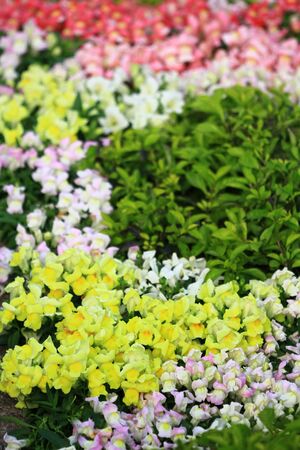flowerの写真素材