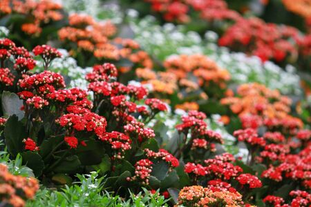 flowerの写真素材