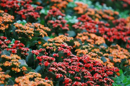 flowerの写真素材