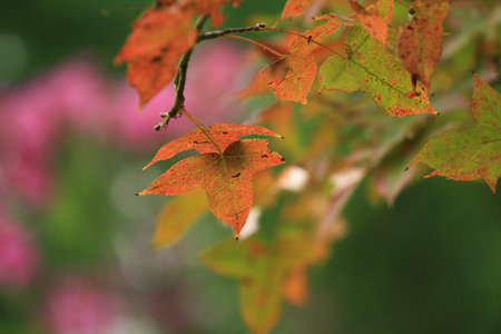 Maple