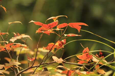 Mapleの写真素材