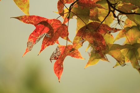 Mapleの写真素材