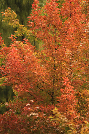 Maple tree