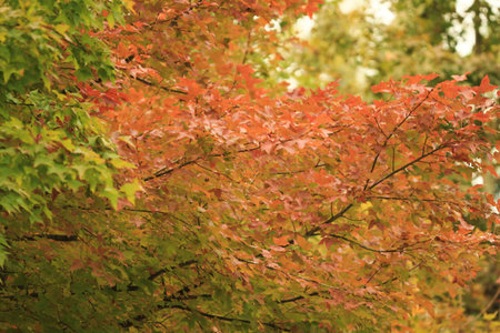 Maple