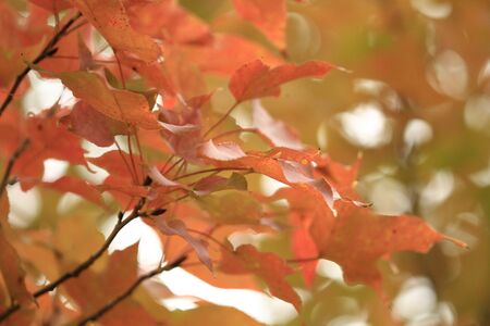 Mapleの写真素材