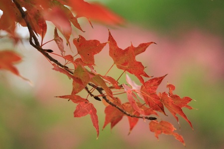 Mapleの写真素材