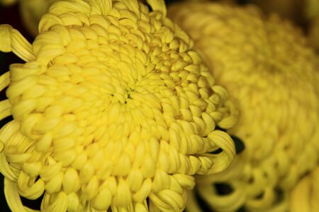 Yellow chrysanthemumの写真素材
