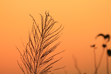 Growing grassesの写真素材