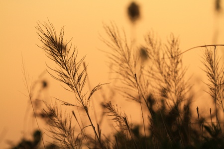 grassの写真素材