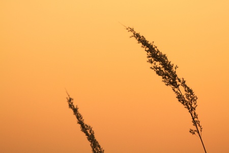 grassの写真素材