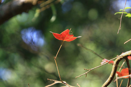 red leaf