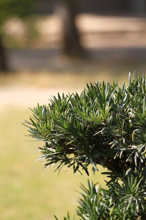 green treeの写真素材