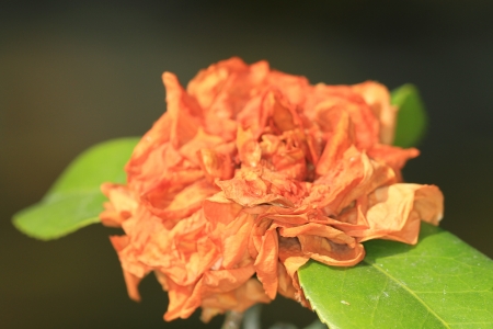 flowerの写真素材