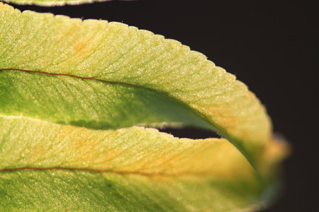 leaf close up