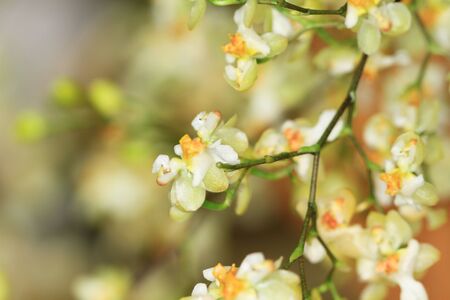 Narcissus tazettaの写真素材