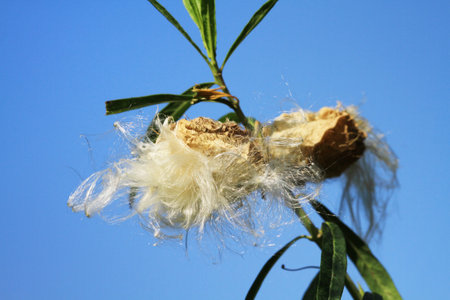 white flowerの写真素材