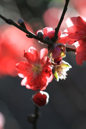 Prunus mumeの写真素材