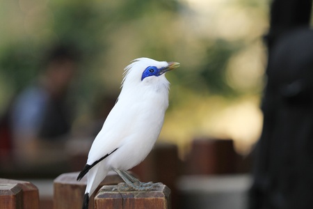 Cypseloides Rothschildi, Five Years Old, In Front Of White Background. の写真素材