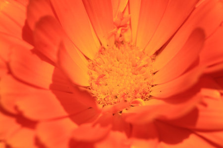 close up Daisiesの写真素材