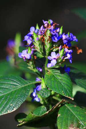 blue flowerの写真素材