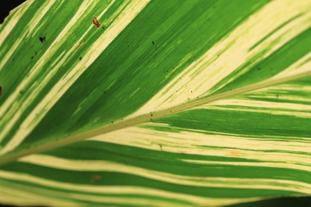 A close-up of a palm leaf textureの写真素材