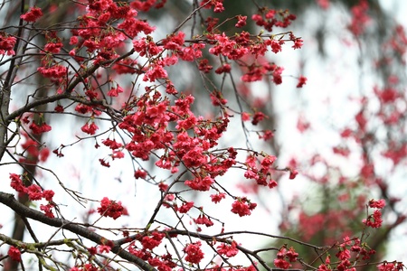 Sakuraの写真素材