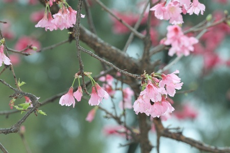 Sakuraの写真素材