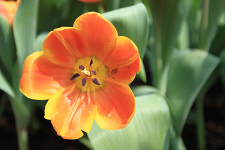 Tulip
