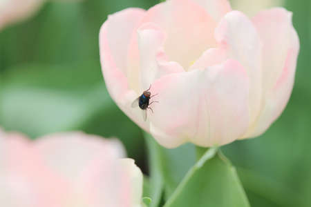 Tulip and flyの写真素材