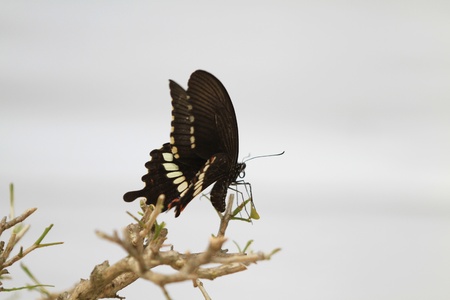 Butterflyの写真素材