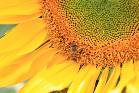 sun flowerの写真素材