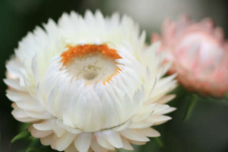 flowerの写真素材