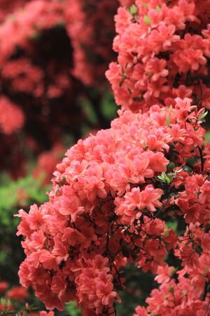 Azaleaの写真素材