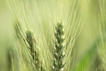 Wheatの写真素材